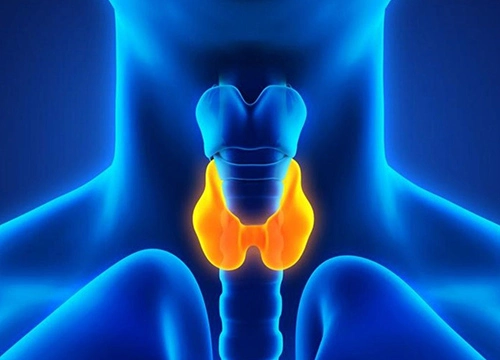 THYROID FUNCTION TEST (FREE)