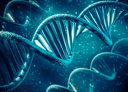 DNA Methylation Pathway